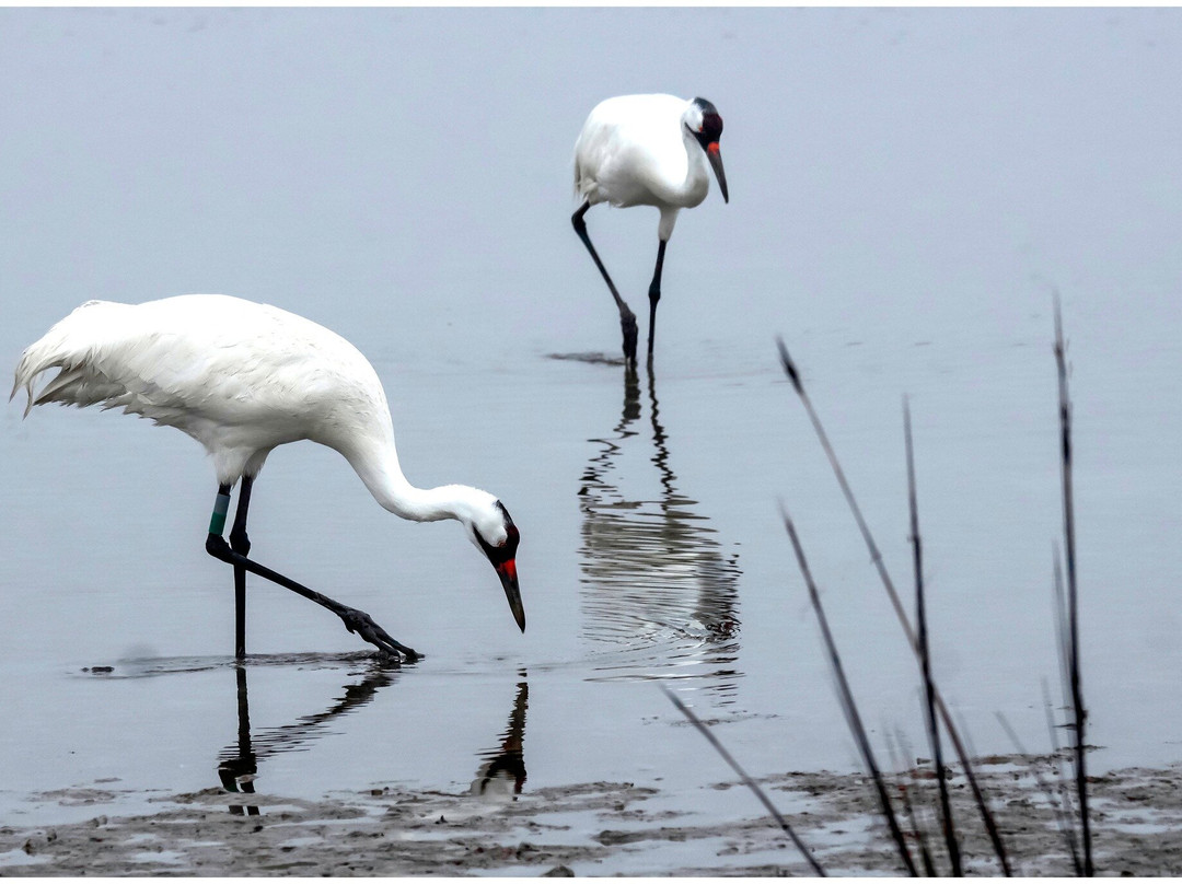 Aransas Bay Birding Charters-罗克波特必去景点