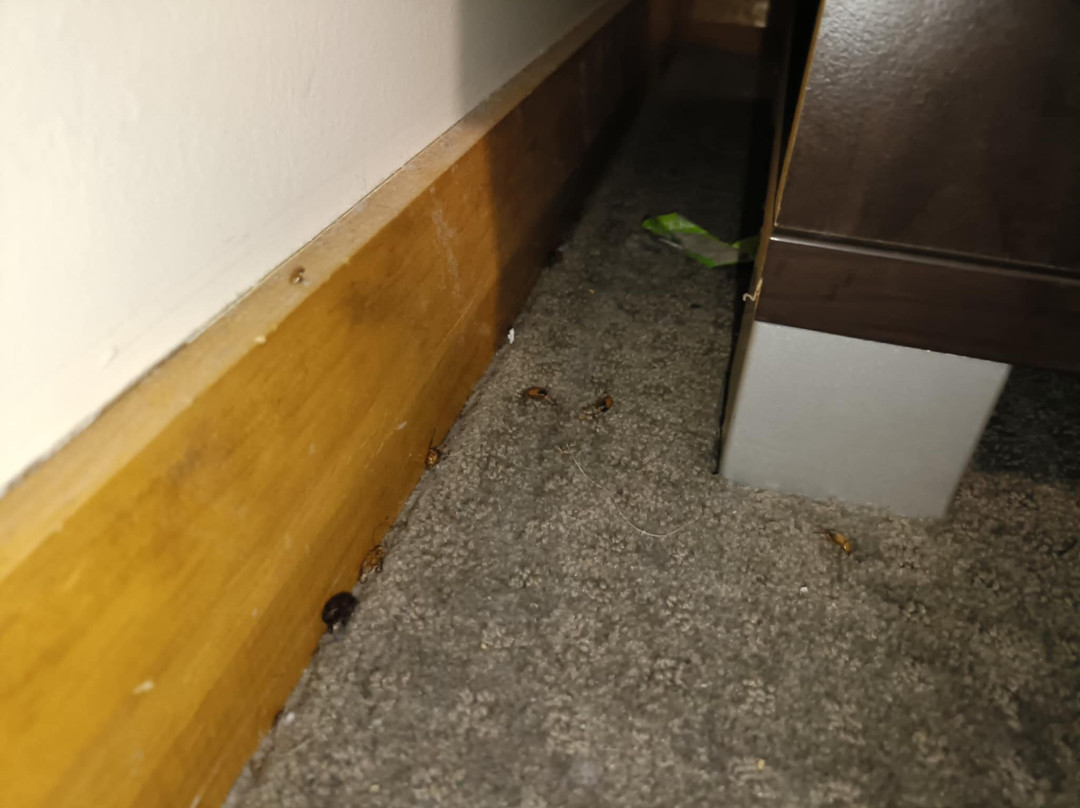 Willows Motel Goulburn主图