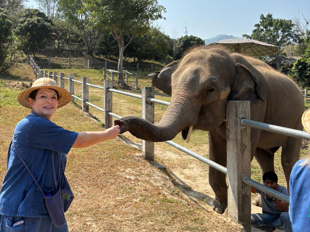 Thai Elephant Care Center-夜林必去景点