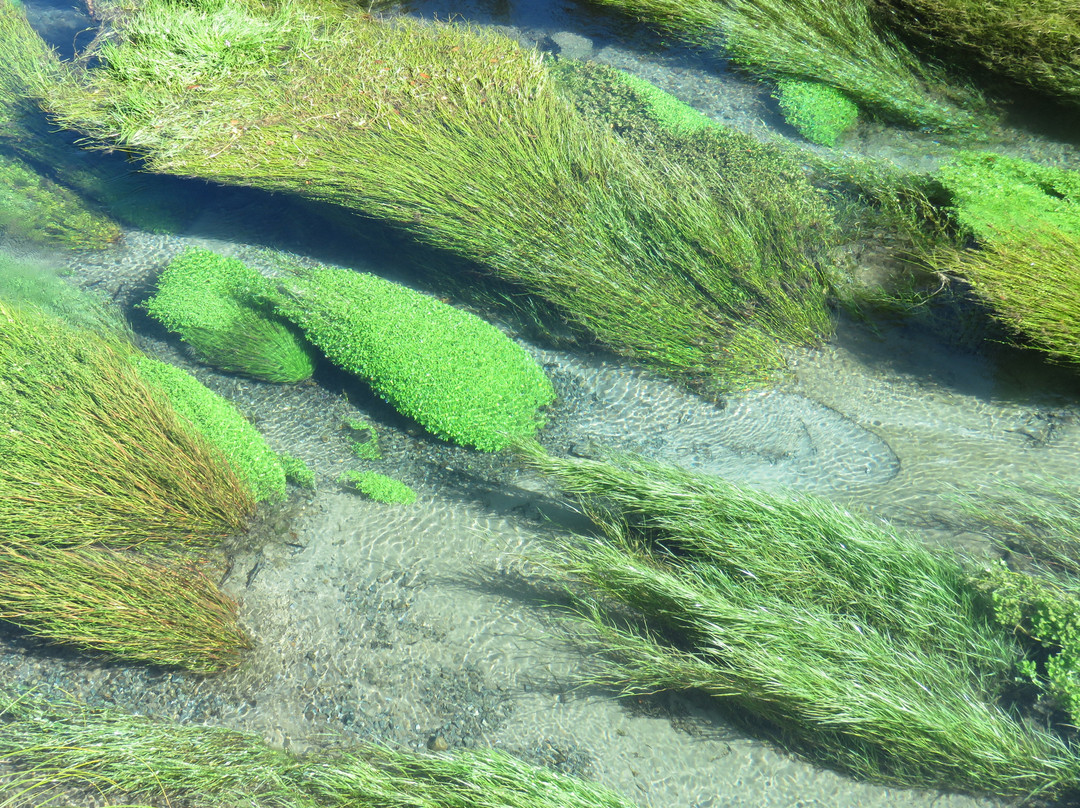 Blue Spring-普塔鲁鲁必去景点