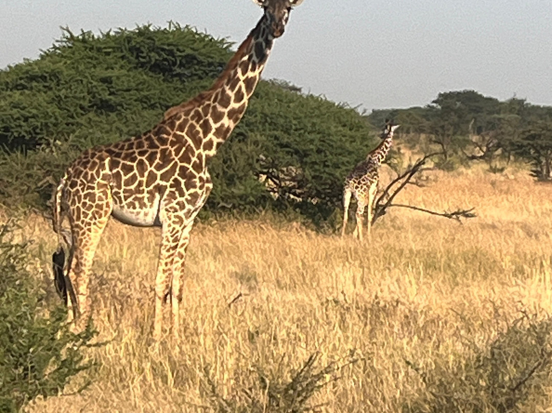 Go-Giraffe Safaris Limited-Dar es Salaam必去景点