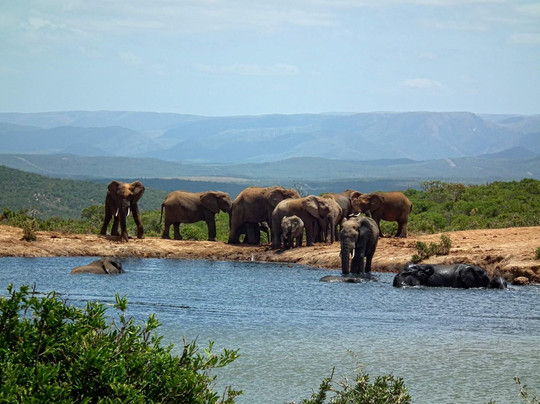 Wildly Safaris-伊丽莎白港必去景点