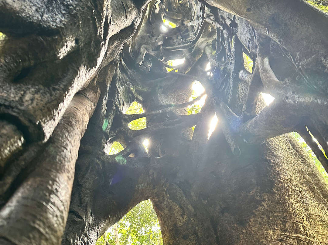 Ketambe Jungle Experience with Iwan and Team-Ketambe必去景点