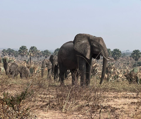 Taffies Safaris-坎帕拉必去景点