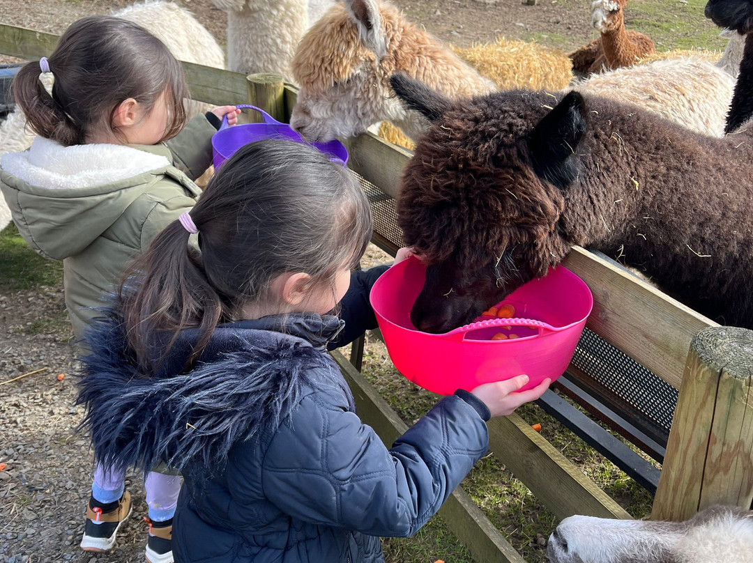 Lydford Gorge Alpacas景点图片