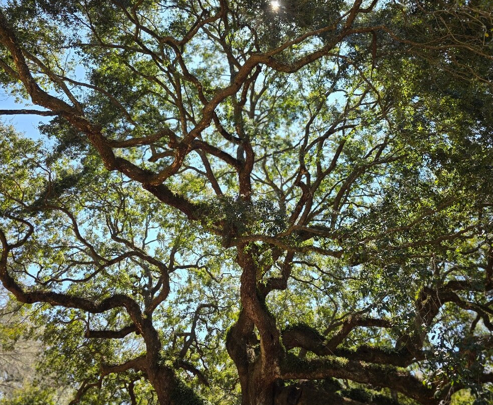 Angel Oak Tree景点图片