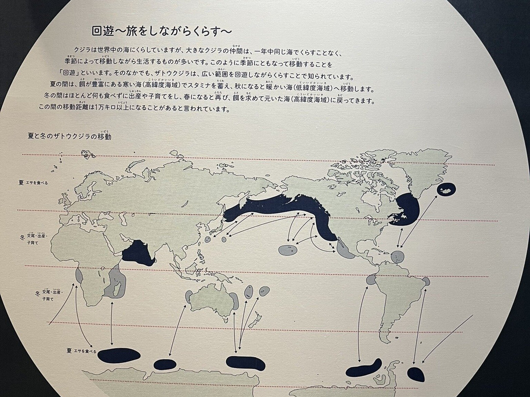 Whale Town Oshika-石卷市必去景点