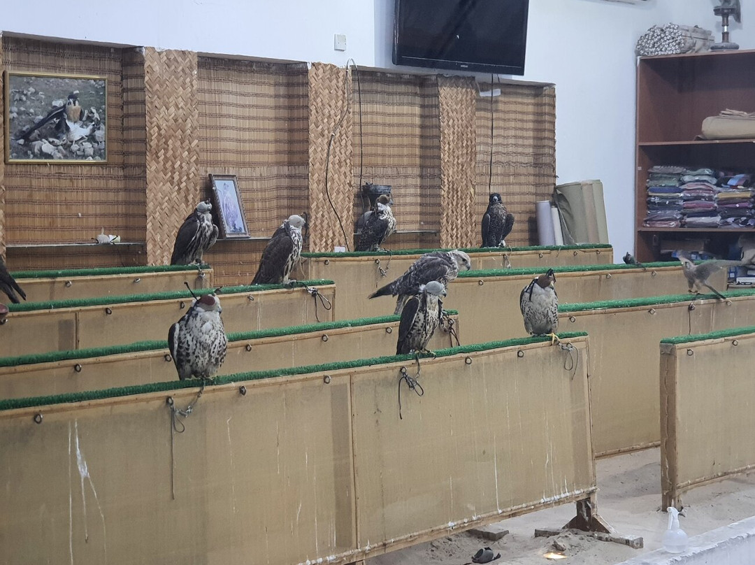 Souq Waqif Falcon Hospital-多哈必去景点