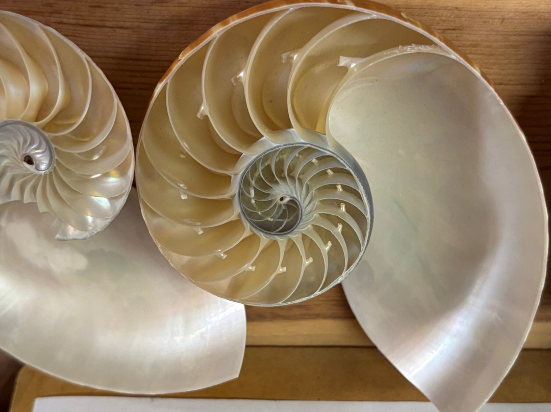 SeaShell Museum-佩纳斯科港必去景点