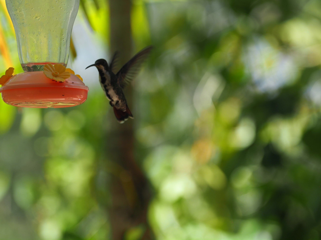 Adventure Farm and Nature Reserve-多巴哥必去景点