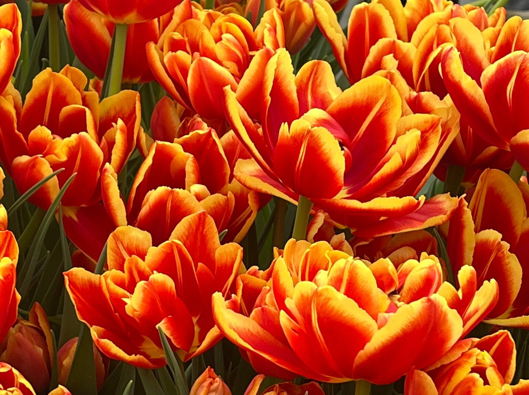 Kwekerij Siem Munster (Tulip Excursion)-Slootdorp必去景点