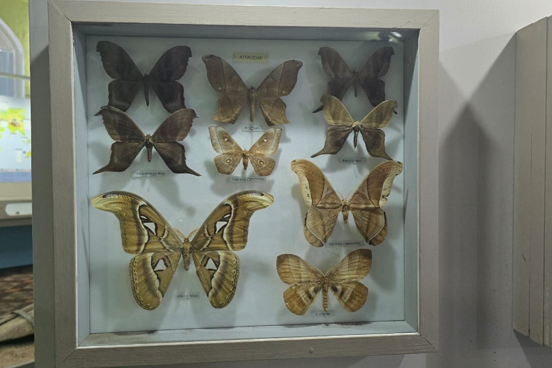 Natural History Museum-路易士港必去景点