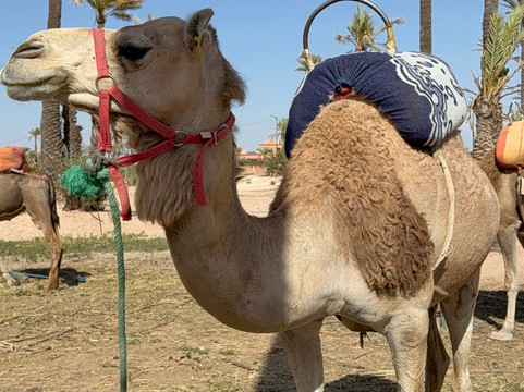 KARMA DIR TRAVEL-马拉喀什必去景点