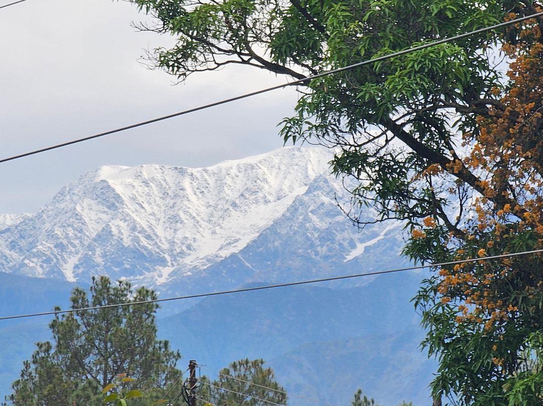 Darang Tea Estate主图