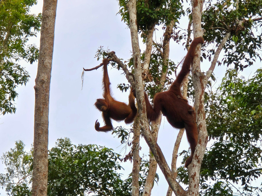 Orangutan Tour Kelotok-Pangkalan Bun必去景点