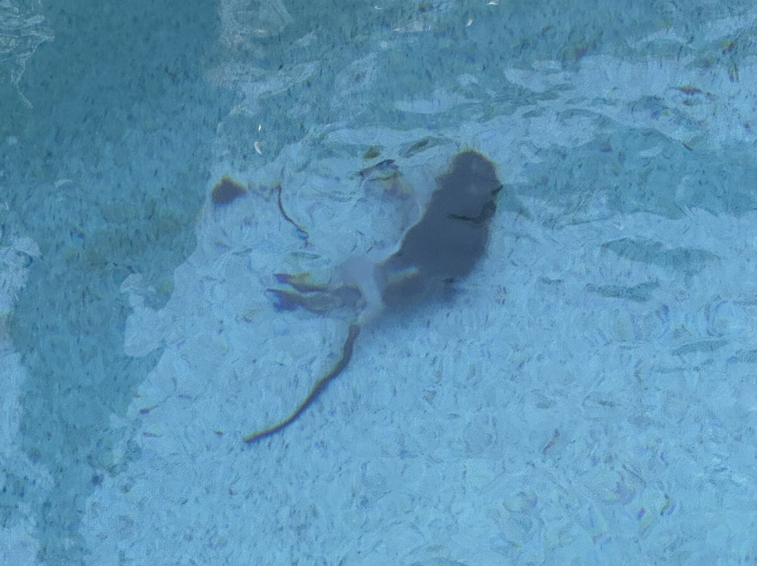 Aviana Resort Orlando主图