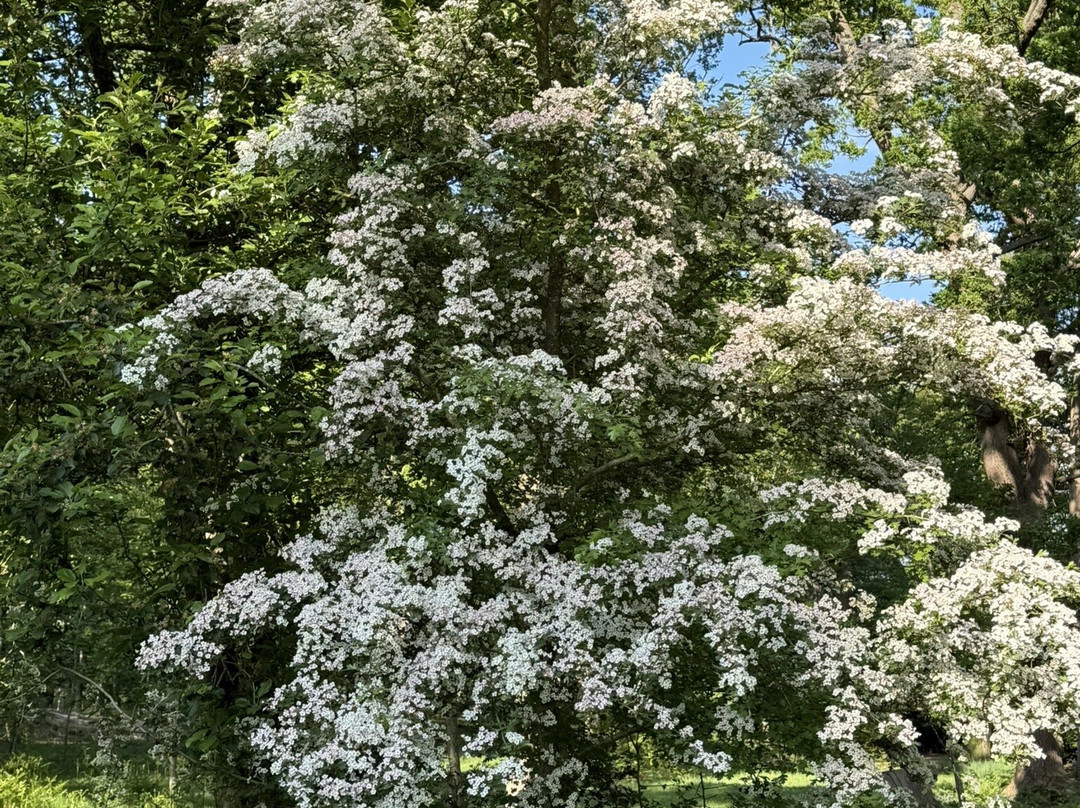 Virginia Water lake景点图片