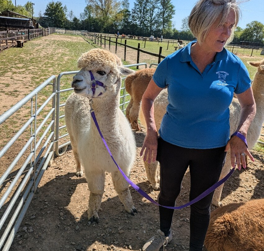 Butterwick Alpaca Retreat and Trekking-马尔顿必去景点