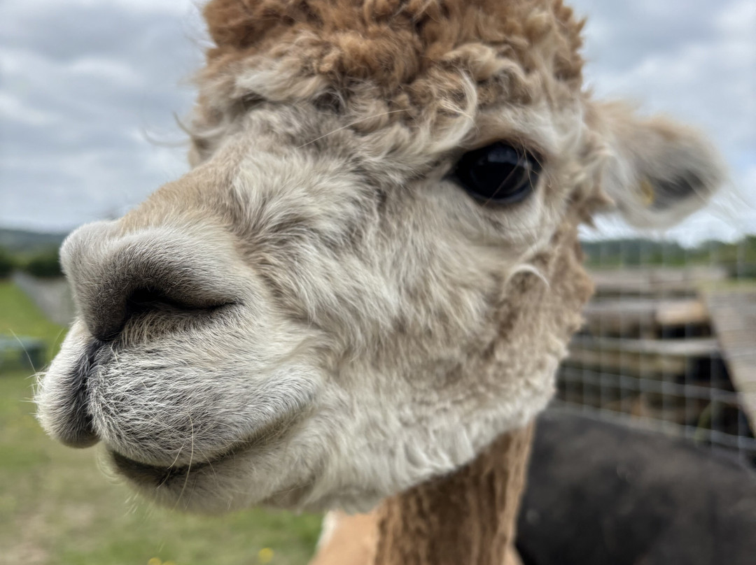 London Alpacas景点图片