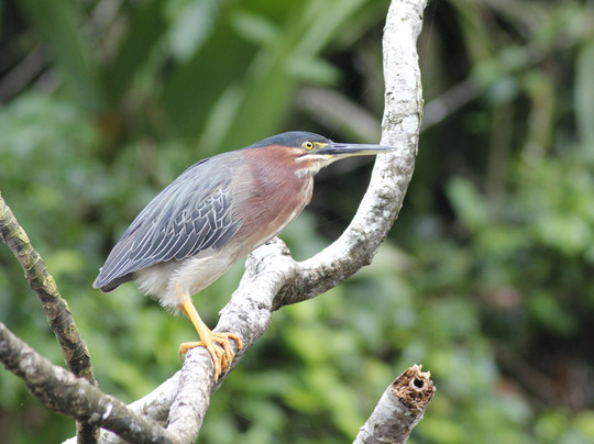 Corcovado National Park-Carate必去景点