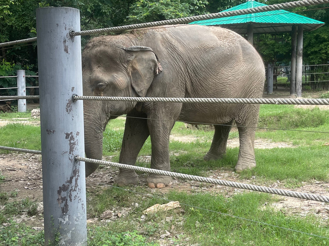 Wildlife Friends Foundation Thailand景点图片