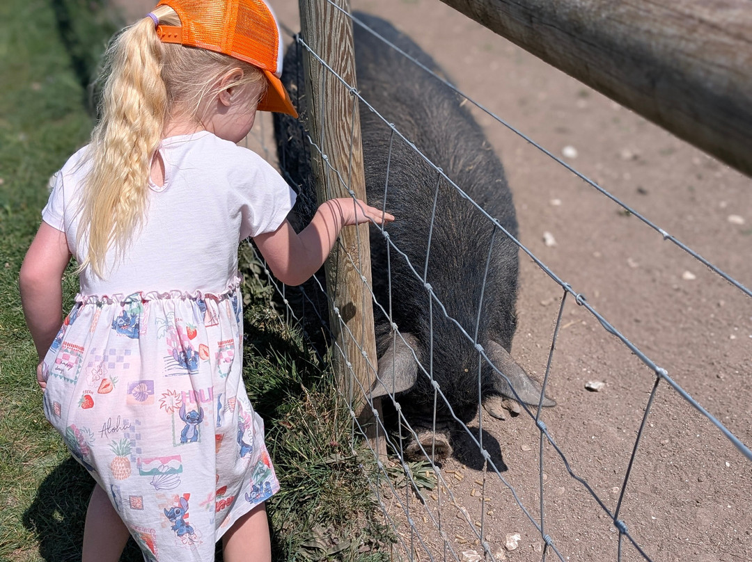 Cholderton Rare Breeds Farm-Cholderton必去景点