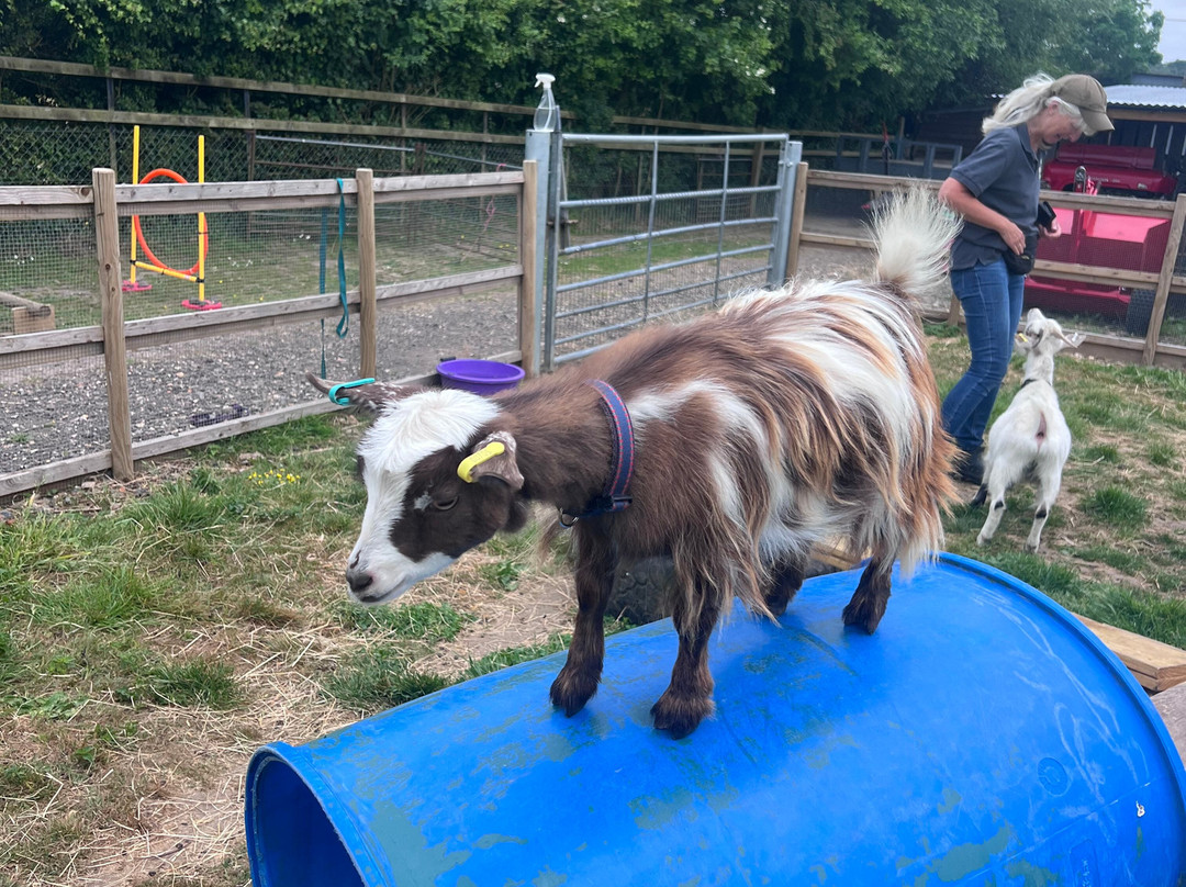 Little Goats At Brockenhurst景点图片