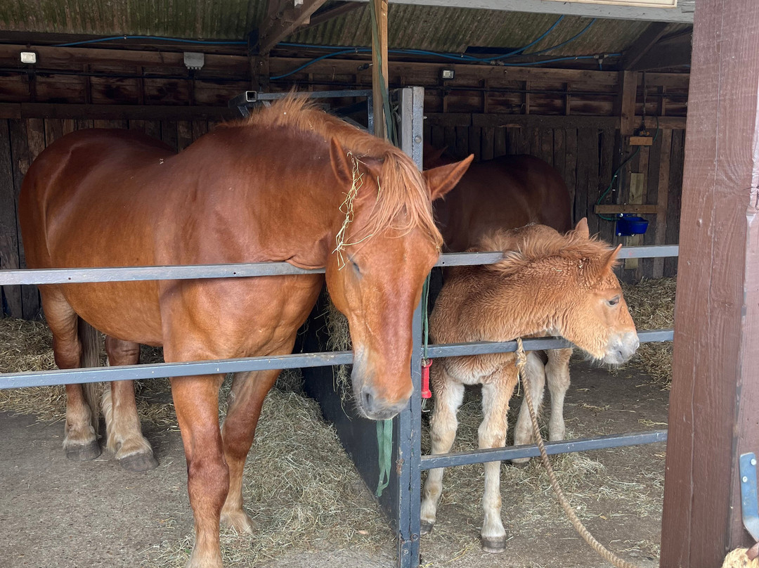 Dorset Heavy Horse Farm Park景点图片