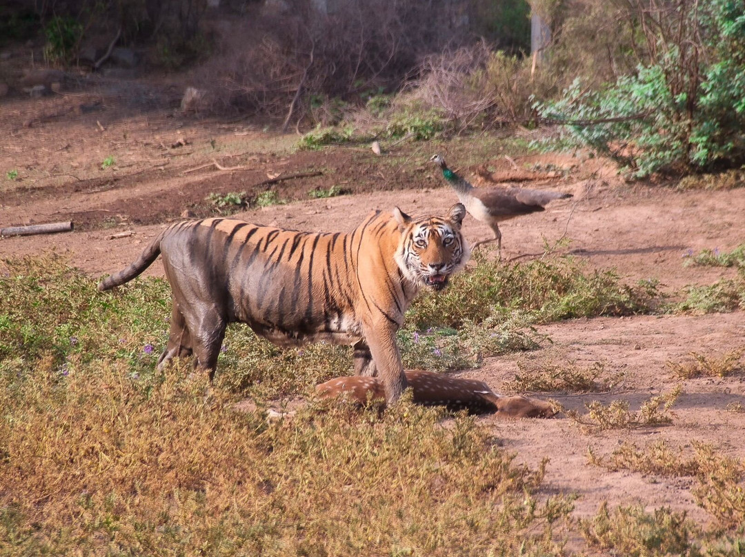 Jungle Safari Tours-Sariska必去景点