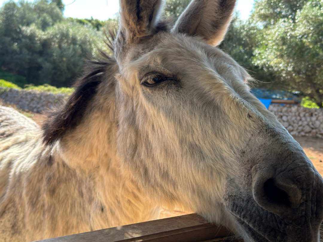 Menorca Donkey Rescue-阿拉约尔必去景点