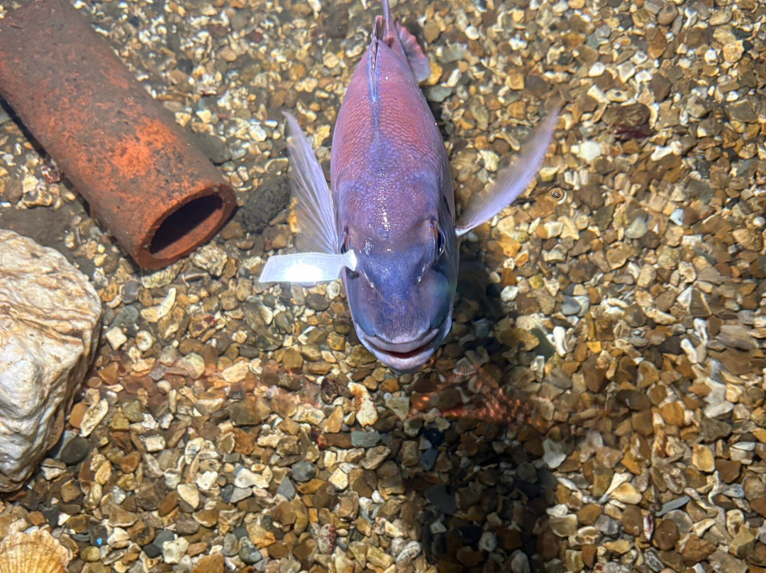 Fowey Aquarium-福伊必去景点