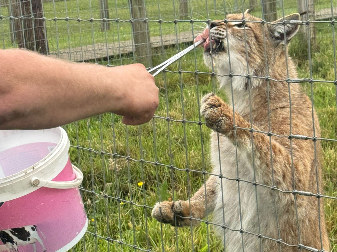 Ark Wildlife Park & Exotic Animal Sanctuary景点图片