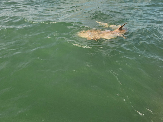 Marine Zone Fishing-塔彭斯普林斯必去景点