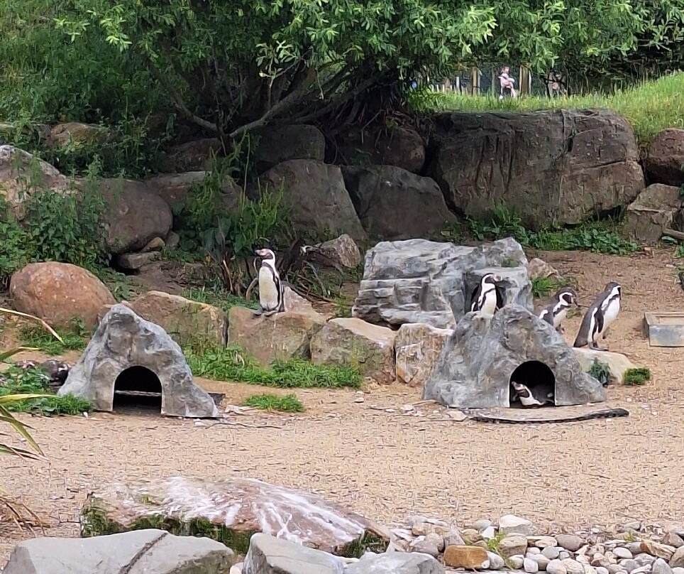 Peak Wildlife Park景点图片