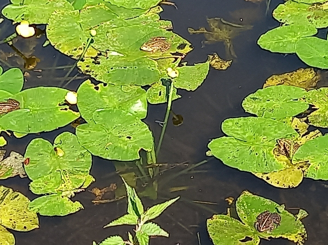 Youzhny Rest Park-加里宁格勒必去景点