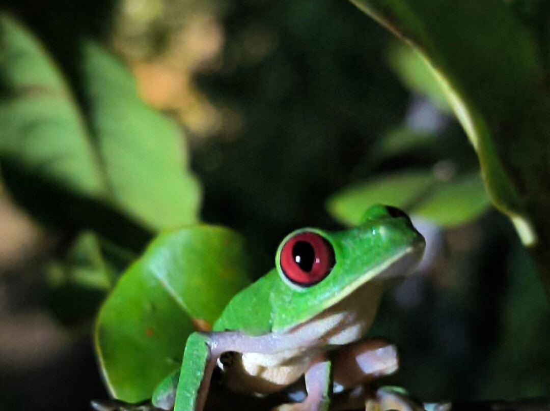 Nigth Tour Finca Don Juan-Agujitas de Drake必去景点