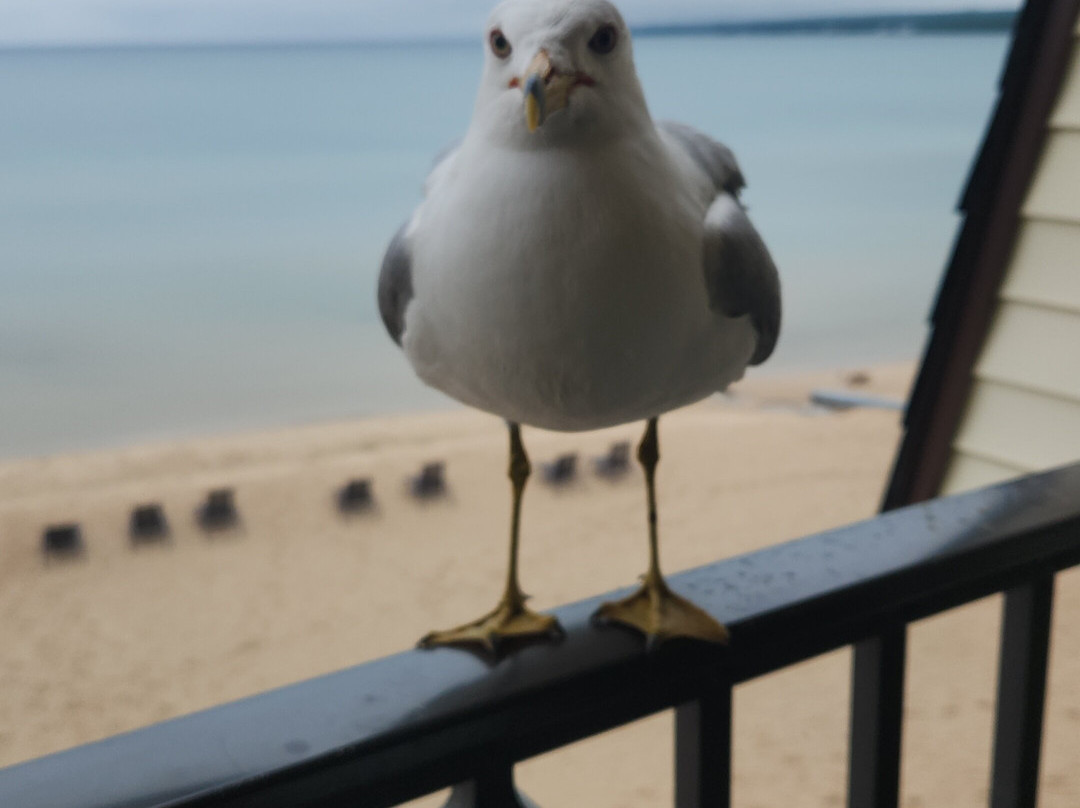 Best Western Plus Dockside Waterfront Inn主图