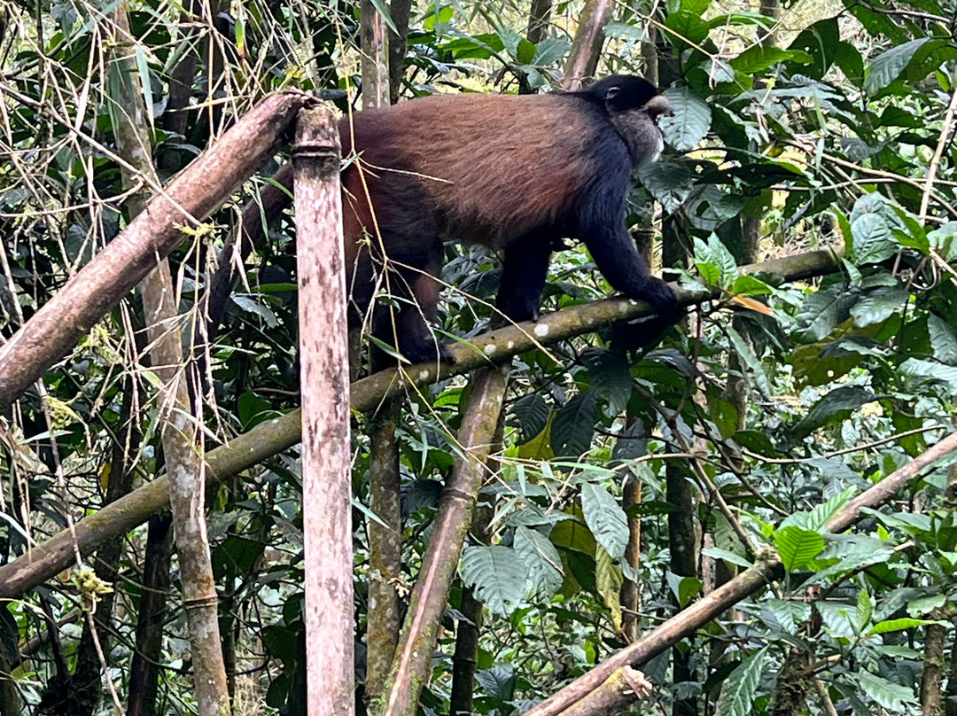 Volcanoes National Park Rwanda-Musanze District必去景点