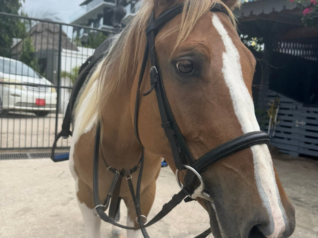 Zanzibar Horse Club-孥归必去景点