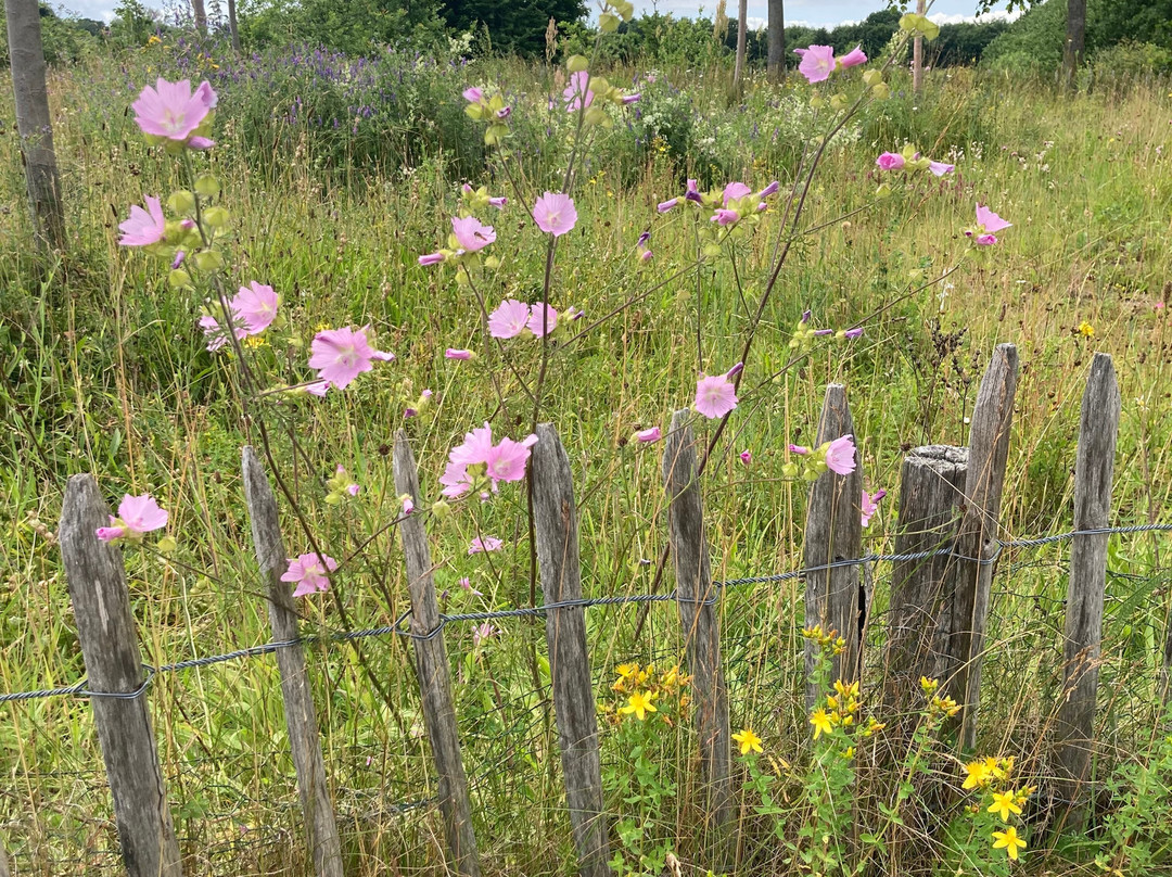 Arche Warder - Zentrum für seltene Nutztierrassen-Warder必去景点