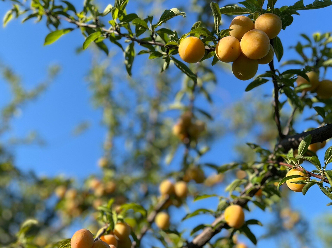 Casa Agricola Scorziello主图