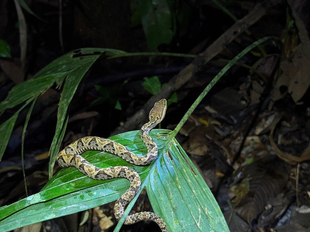 Rainforest Chronicles-希门尼斯港必去景点