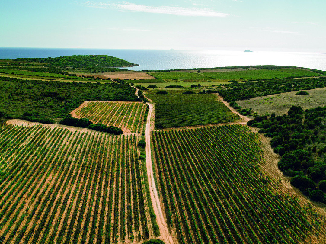 Cantina Mesa-Sant'Anna Arresi必去景点