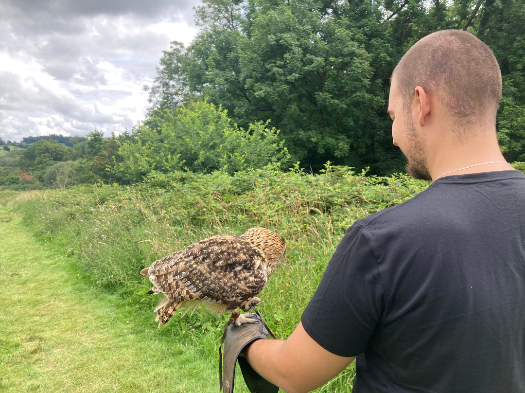 The British Bird of Prey Centre-喀麦登必去景点