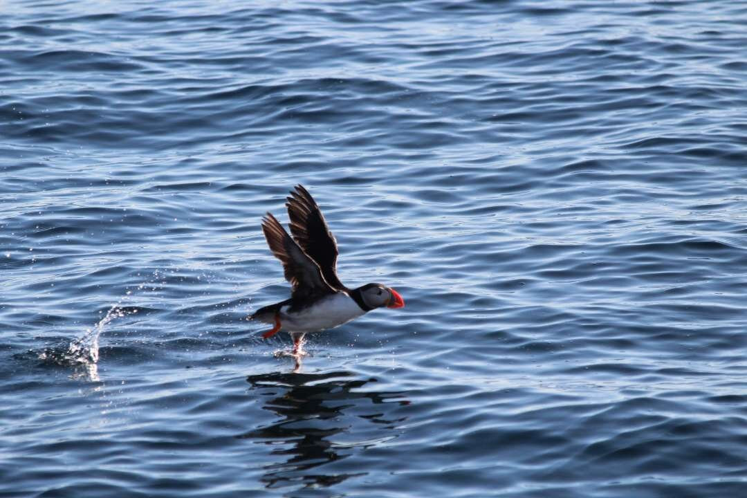 Puffin Safari-Bleik必去景点