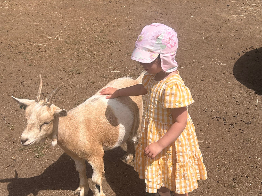 Stantons Farm - Petting Farm-Black Notley必去景点