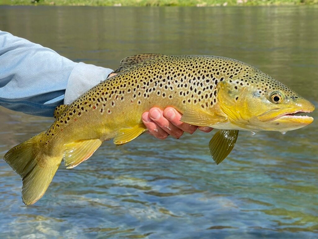 Spinner Fall Guide Service-Dutch John必去景点