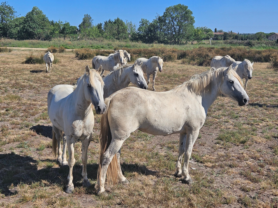 La Camargue d’antan-Beauvoisin必去景点