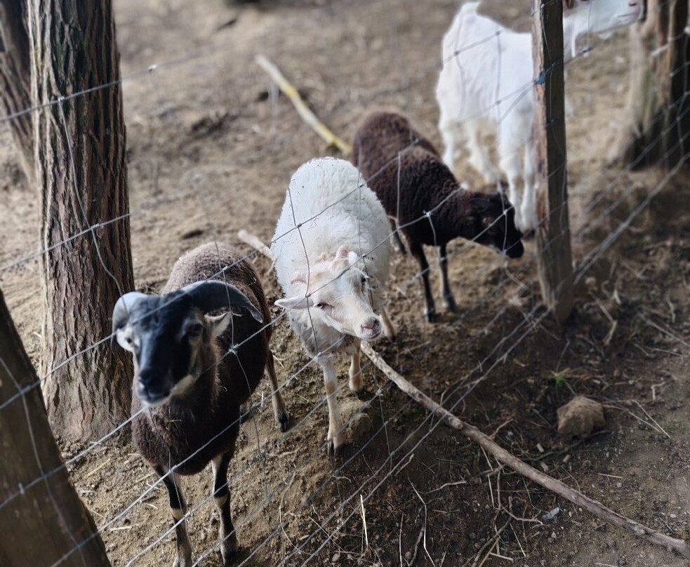 La Ferme Du Facteur Enchantée-Hauterives必去景点