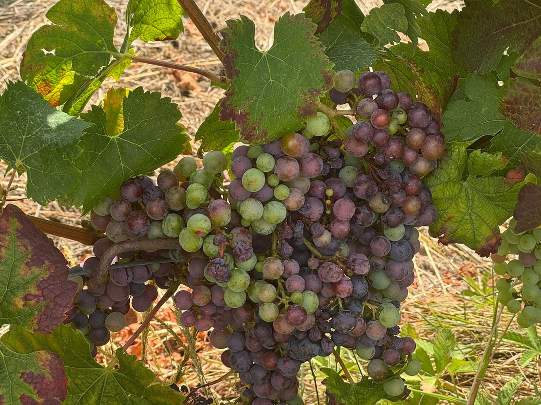 Château la Renommée-Saint-Laurent-des-Combes必去景点